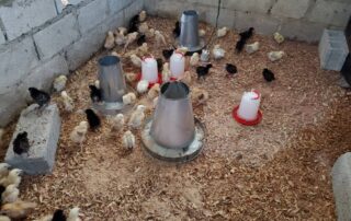 Chickens for The Transit Home